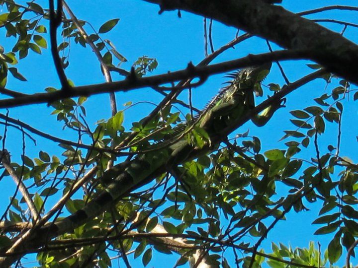 iguana