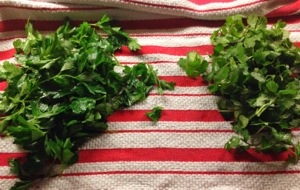 parsley and cilantro